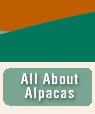All About
 Alpacas