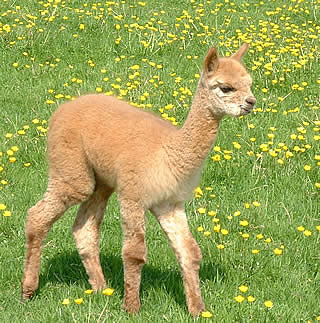 A young alpaca on the pull