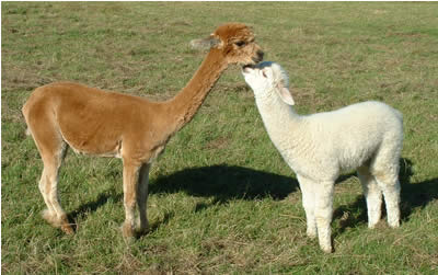      Two of our young alpacas
Viviane (left) & Ambrosius (right)