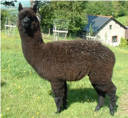 Our gorgeous black alpaca