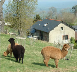  Our Alpacas take in
the Dartmoor scenery