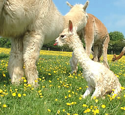 New born alpaca cria