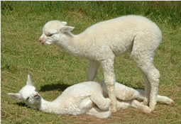 Our playful young alpacas