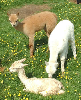 Mateus, our champion alpaca stud
   has fathered these three cria.